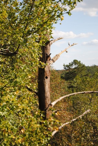 DSC_0052.jpg