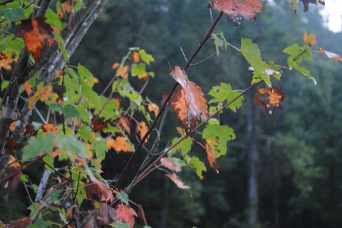 DSC_0984.jpg